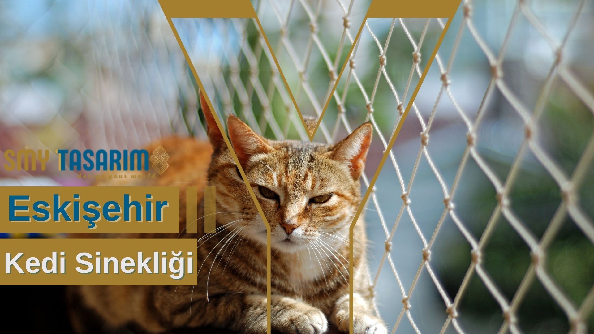 Eskişehir Kedi Sinekliği